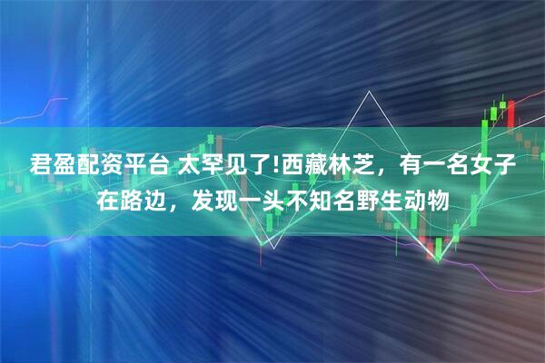 君盈配资平台 太罕见了!西藏林芝,有一名女子在路边,发现一头不知名野生动物